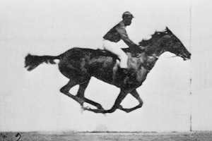 Horse!