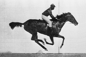 Horse!