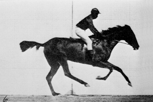 Horse!
