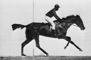 Horse!