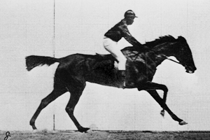 Horse!