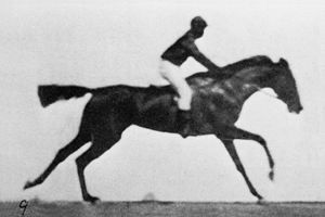 Horse!