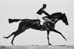 Horse!