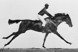 Horse!