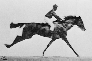 Horse!