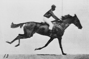 Horse!