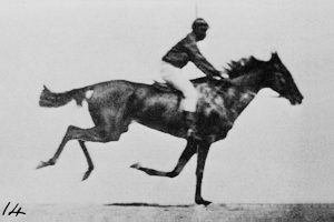 Horse!