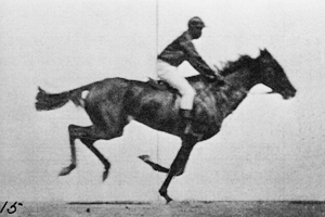 Horse!